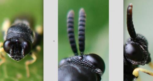 Brachymeria tibialis